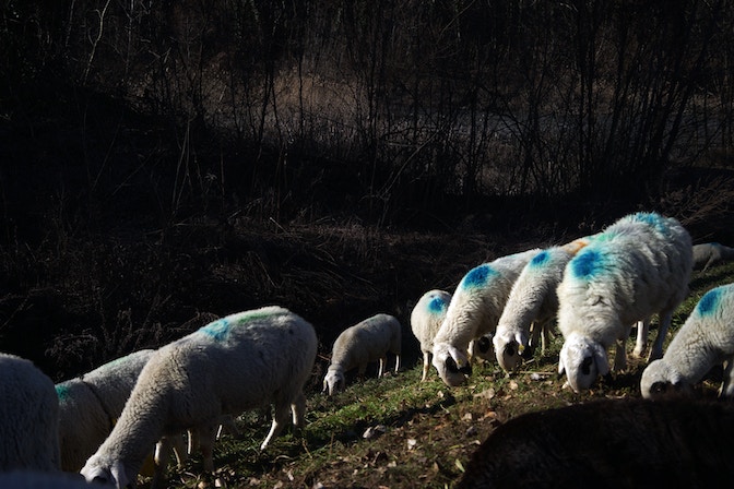 feral_wool_2 (c) Feral Wool