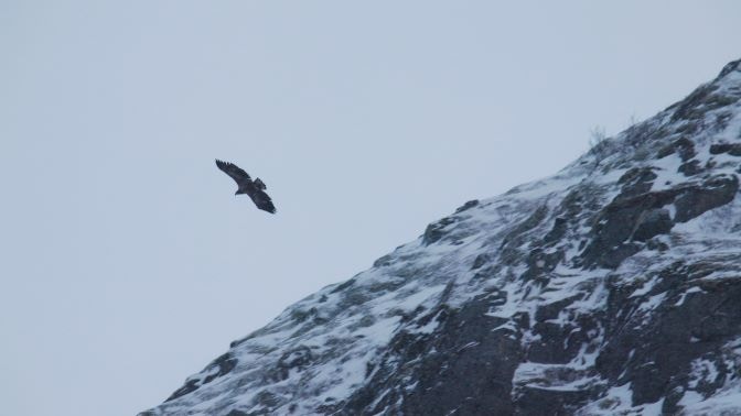 The Mountain of Advanced Dreams_video still_courtesy Mali Weil_ch2_eagle