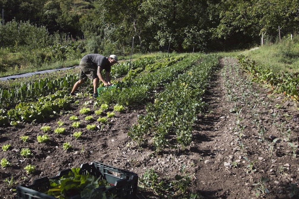 DA Genussgarten Jahresgartenkurs 2024