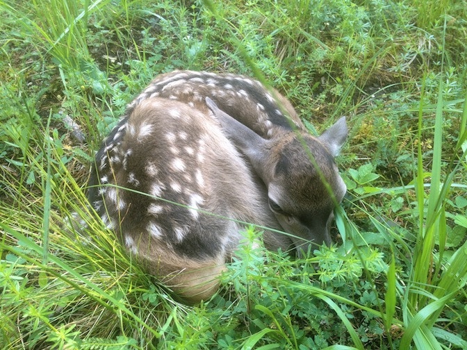 Prima foto christopher deer