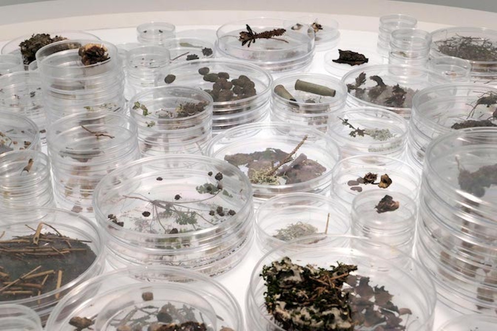 La mostra ‘Tree time’ da Torino al Muse: unʼintervista al curatore Andrea Lerda