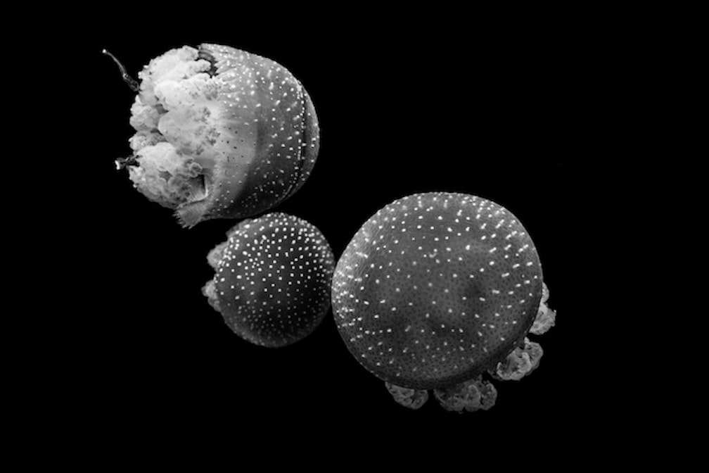 Wabi Sabi: nello sguardo di Alessandro Cristofoletti