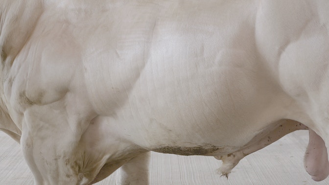 ANAGOOR_02 MEPHISTOPHELES_white bull courtesy the artist