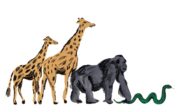 Animali