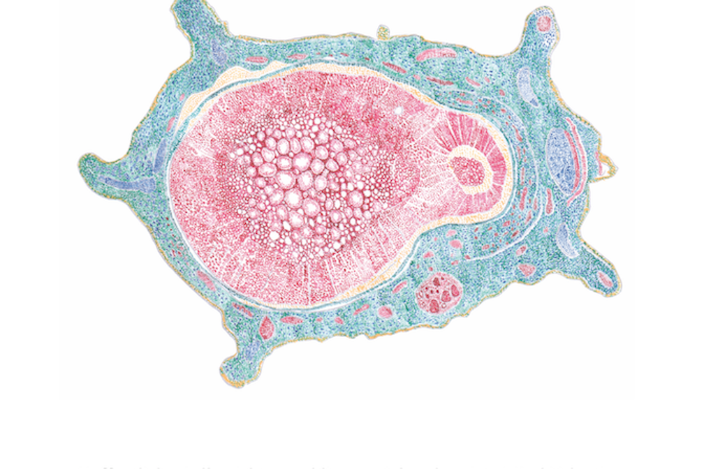 Gabriela Oberkofler Hybride KV