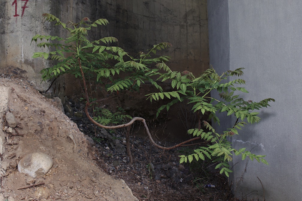 Ciliegie: parole d’autore con Karl Unterfrauner