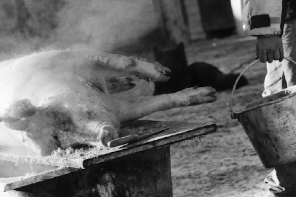 Nauz: Quando la carne si fa parola