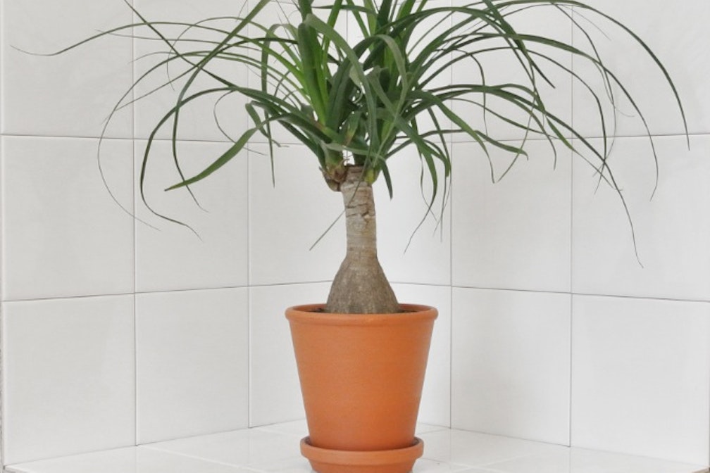 Vlad Nancă e i ricordi presenti degli anni ’70