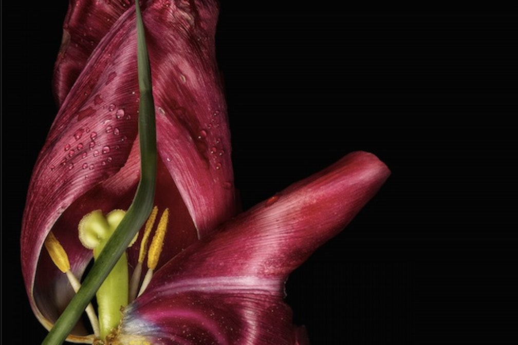 franzmagazine ospite di “TULPENMANIE – dibattiti attorno al valore dell’arte”, progetto di Olivares Cut per INDEPENDENTS5/ARTVERONA 2014