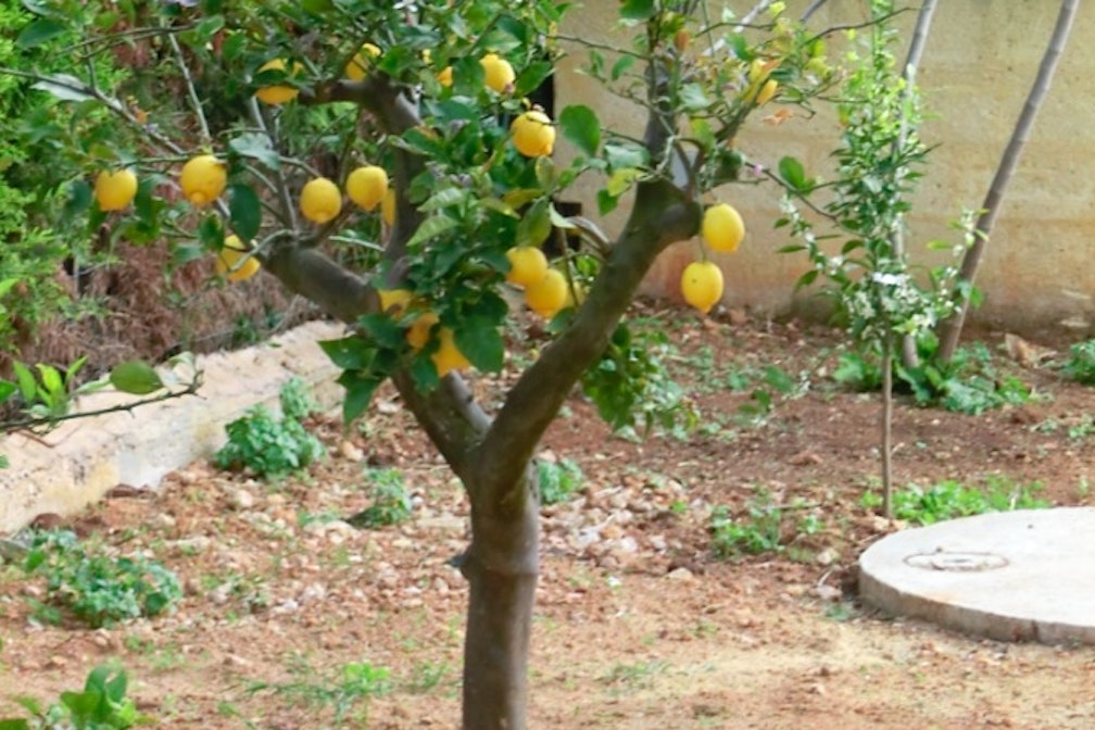 Dal mercato del pesce di Marsala: pesce spada al limone