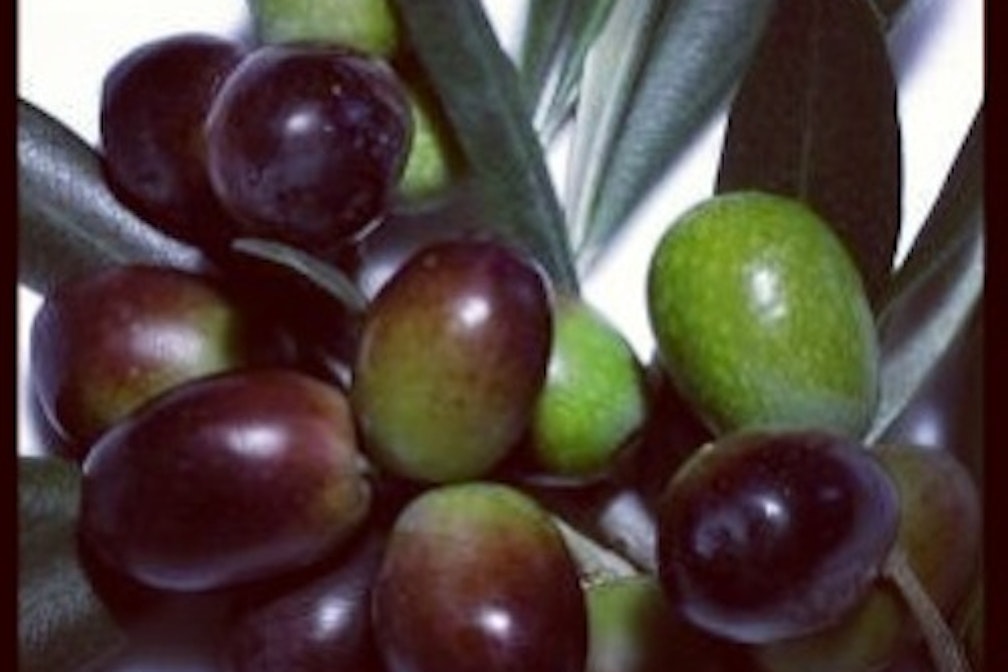 cooking with condito