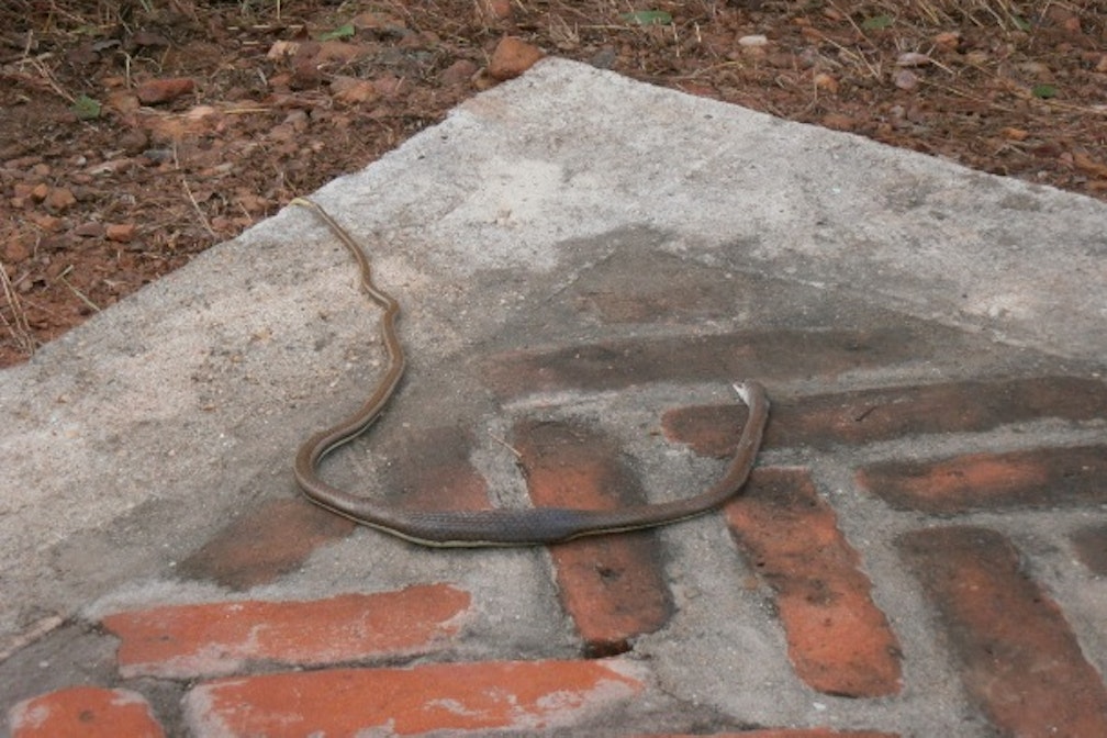 La mia Africa # 07. Uomini e animali