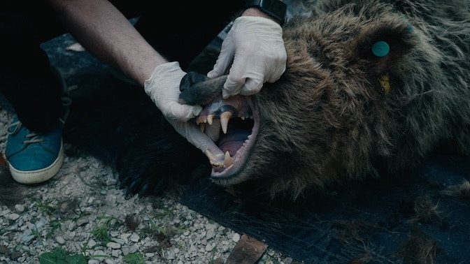 02_pericolosamente-vicini_orso-tranquillizato-veterinario