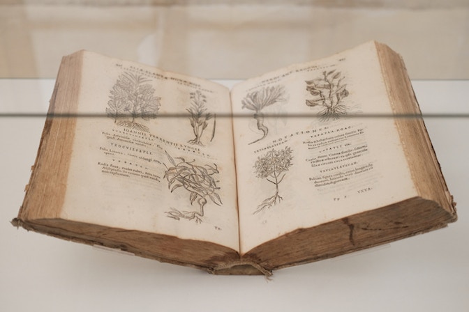2024-HORTUS-mostra_021-1367