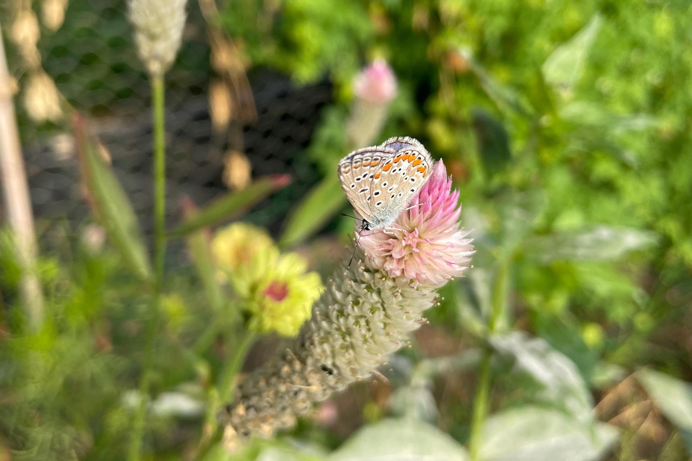 (c) Stefania Santoni