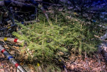 Il respiro segreto degli abeti: viaggio onirico nel mondo del bostrico