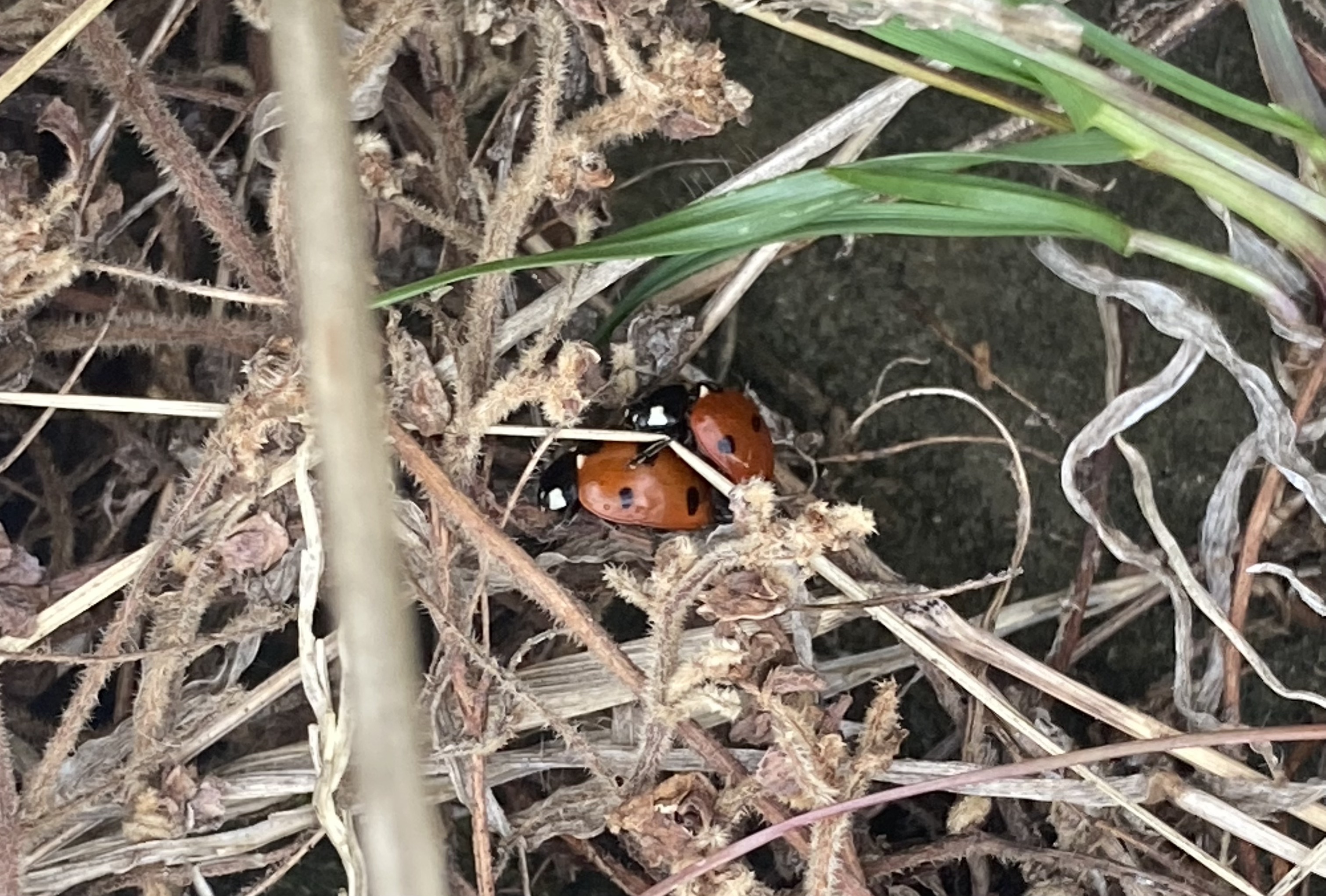 Der Winter ist zu Ende. Lang lebe der Winter!