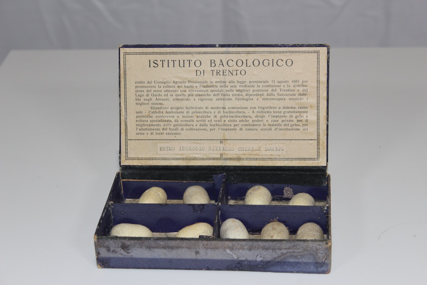 Karton für Vertreter von Seidenraupeneiern © Museum Zeitreise Mensch