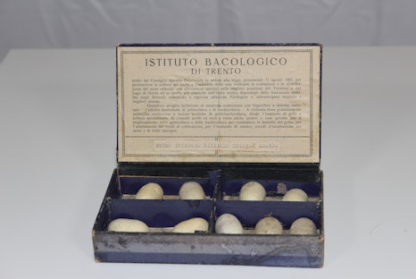 Karton für Vertreter von Seidenraupeneiern © Museum Zeitreise Mensch Metamorphosis interrupta