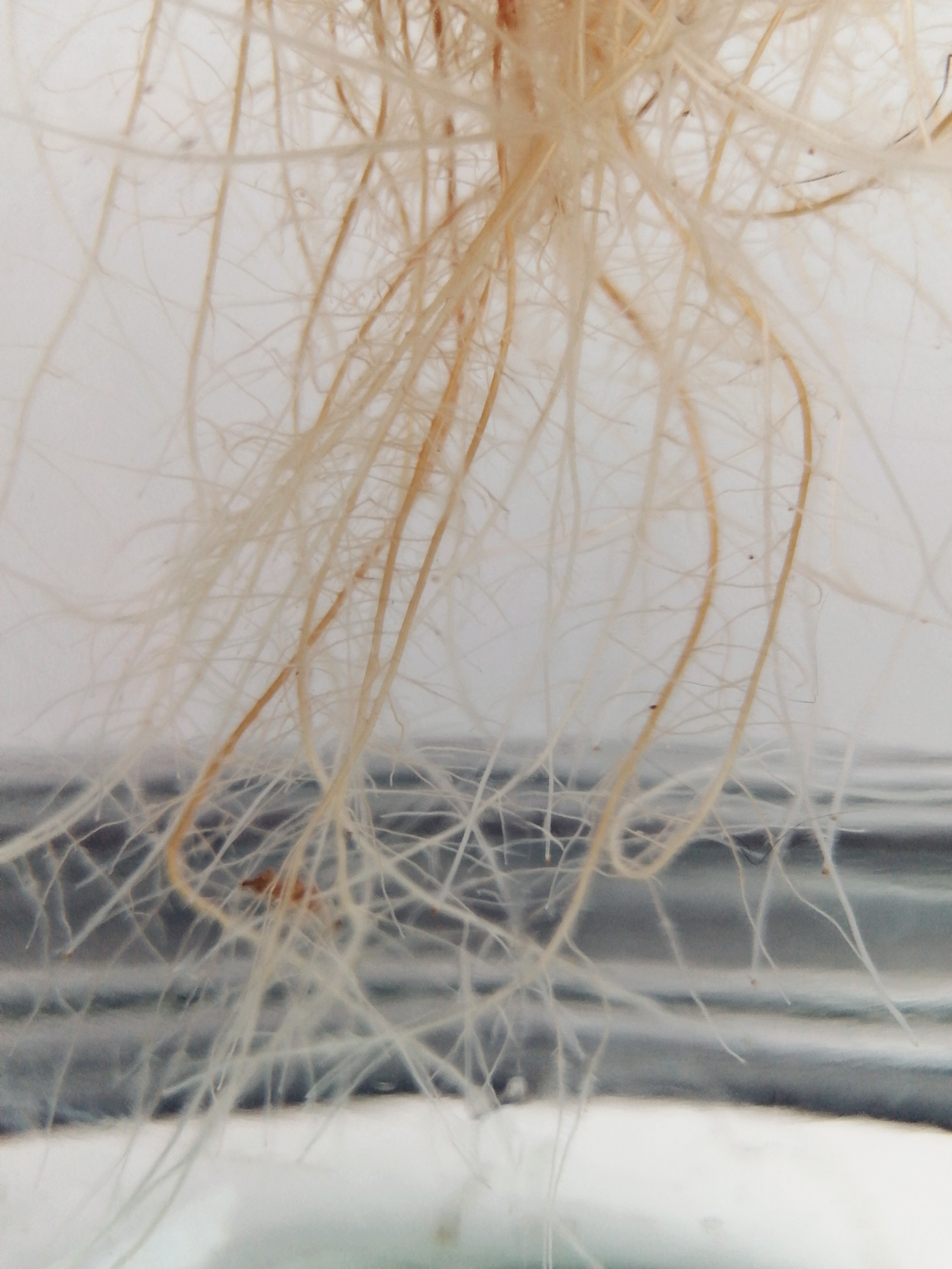 Sieben gute Gründe BAW (doch) nicht zu versäumen