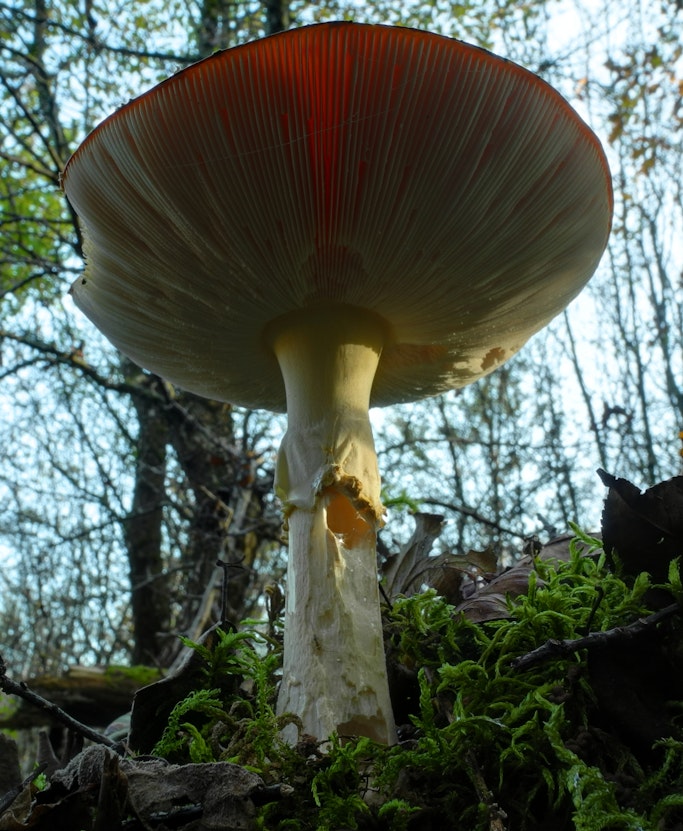 Pensare come un fungo. La scienza che ascolta il vivente