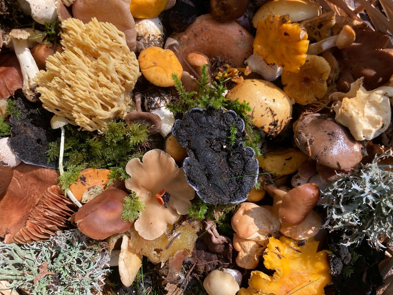 Think Like Mycelium, © Naturmuseum Südtirol