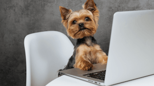 A Yorkshire terrier using a laptop.