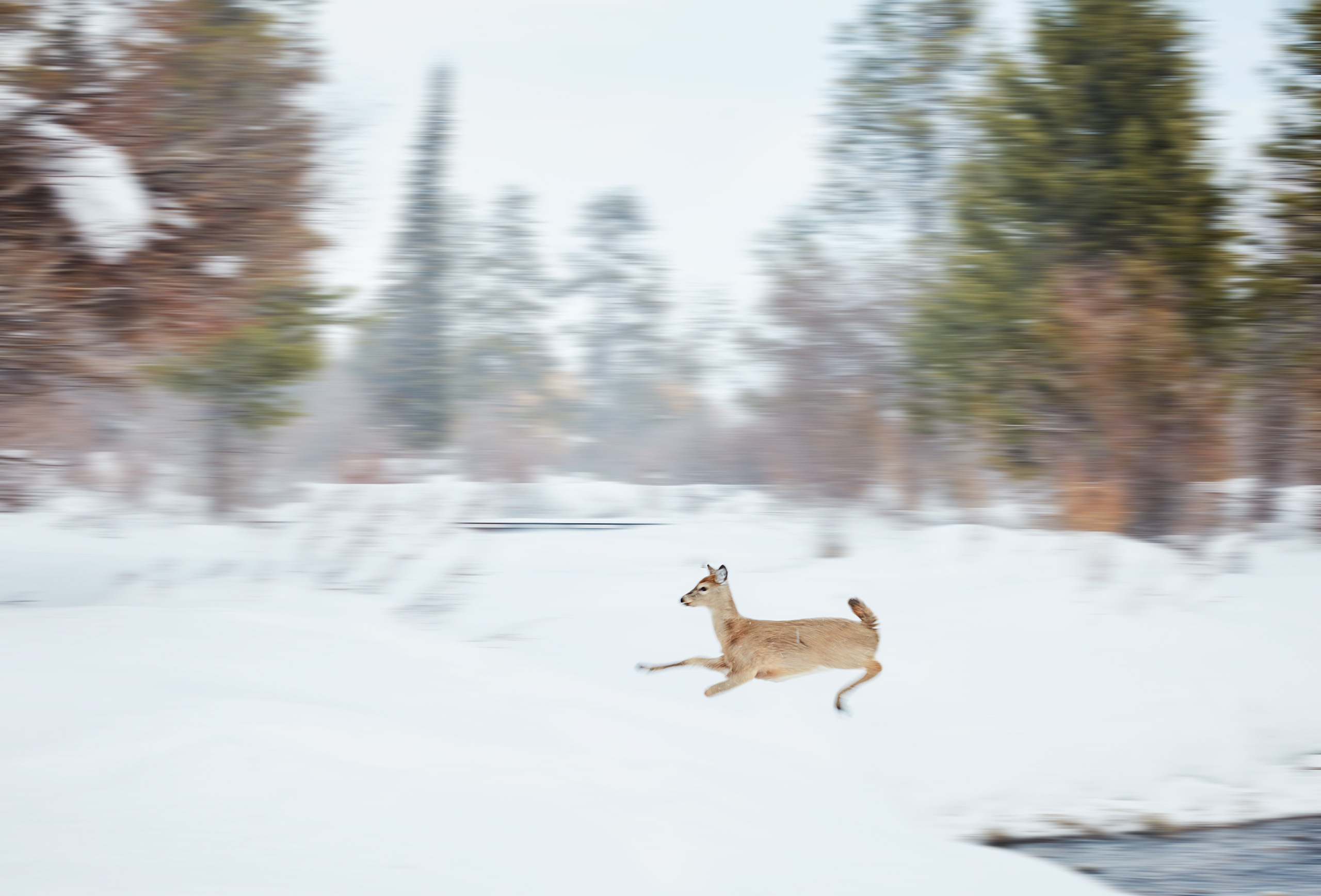 deer jumping over creek in wilson wyoming
