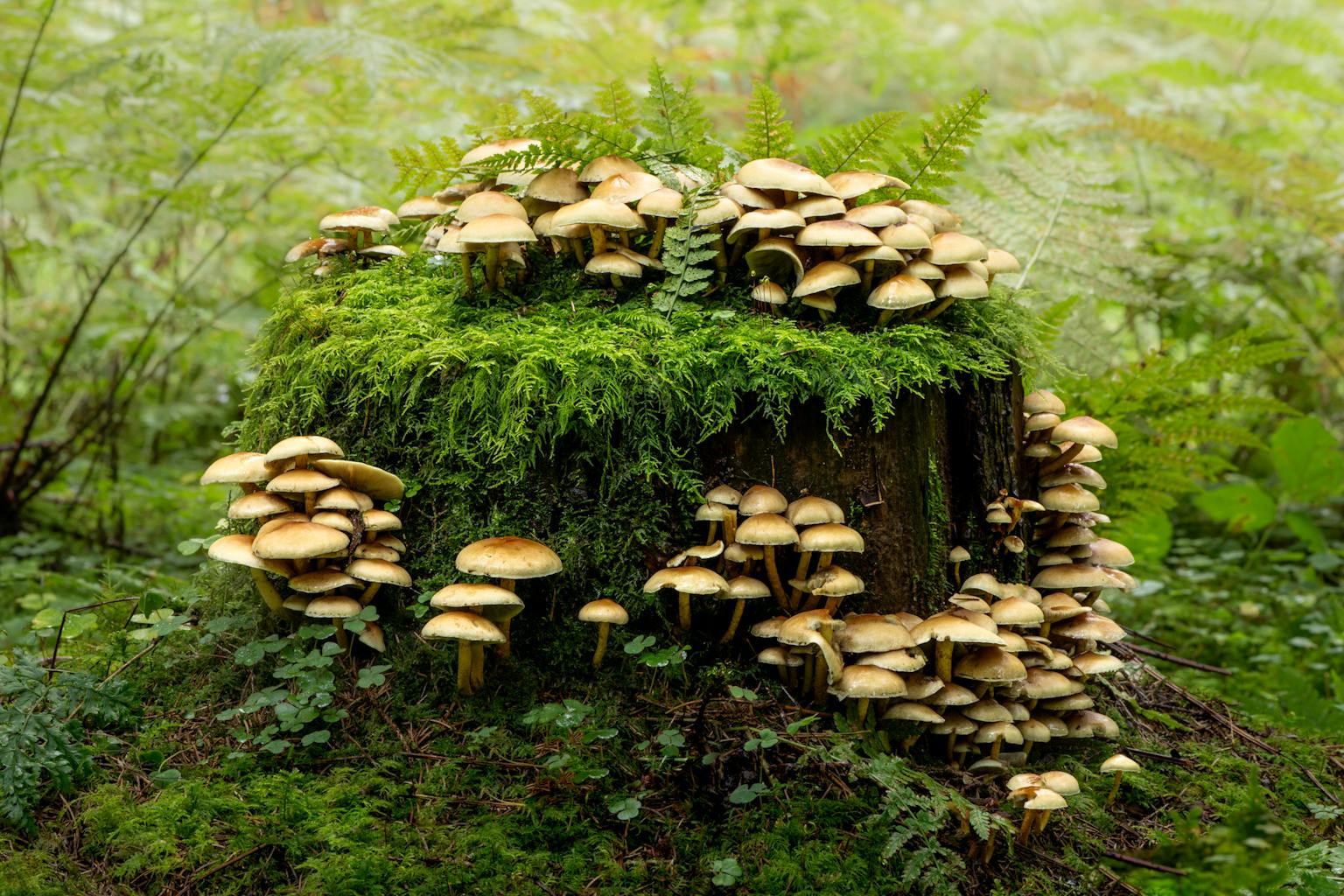 bradford on avon landscape photography wiltshire mushrooms