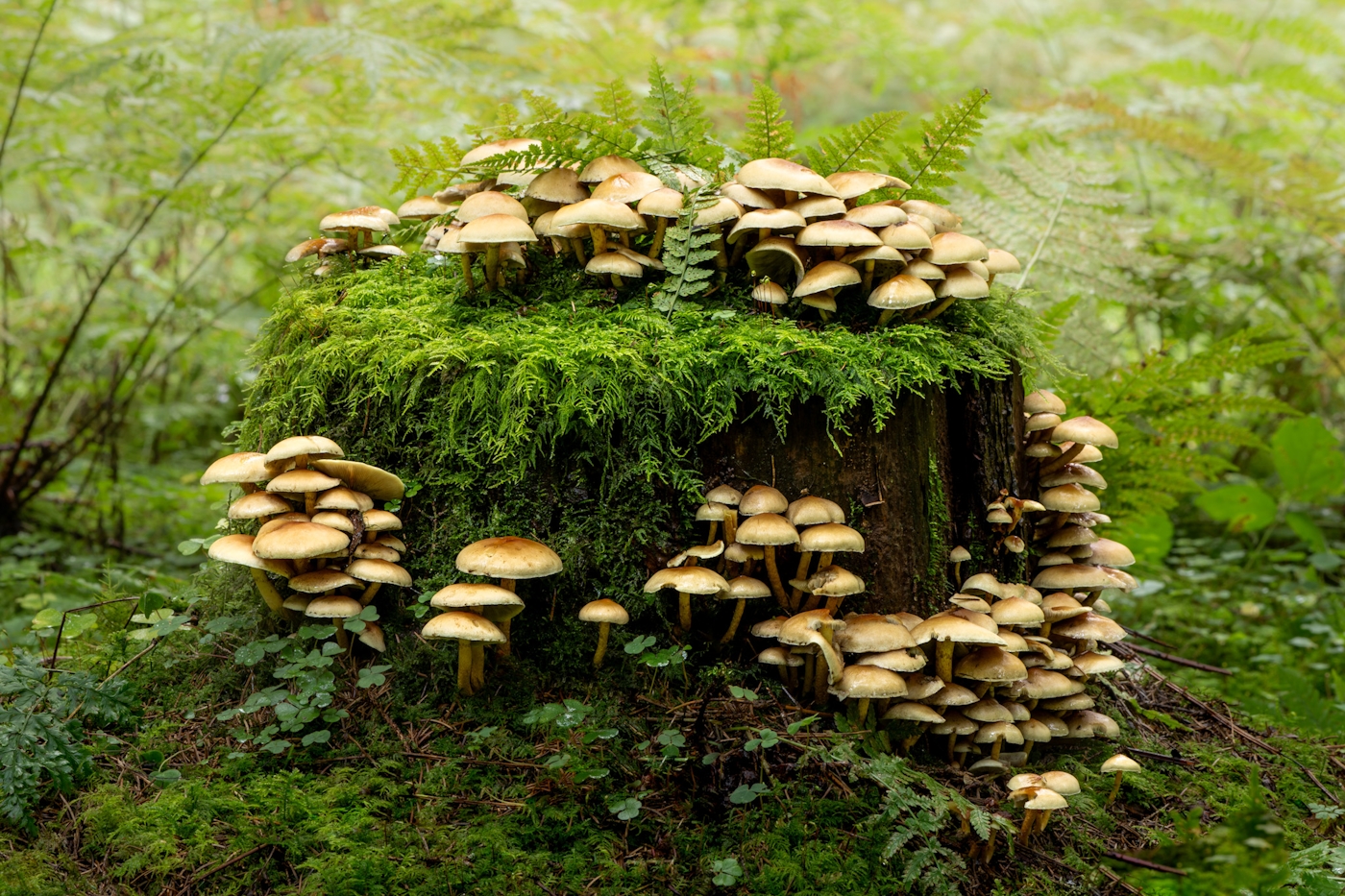 bradford on avon landscape photography wiltshire mushrooms