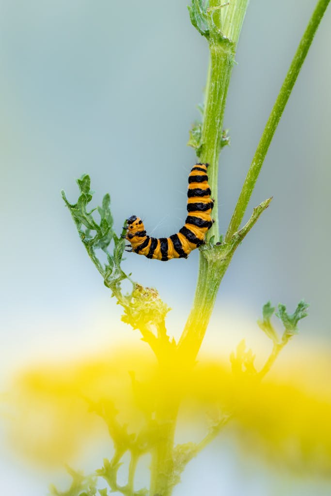 bradford on avon landscape photography wiltshire caterpillar