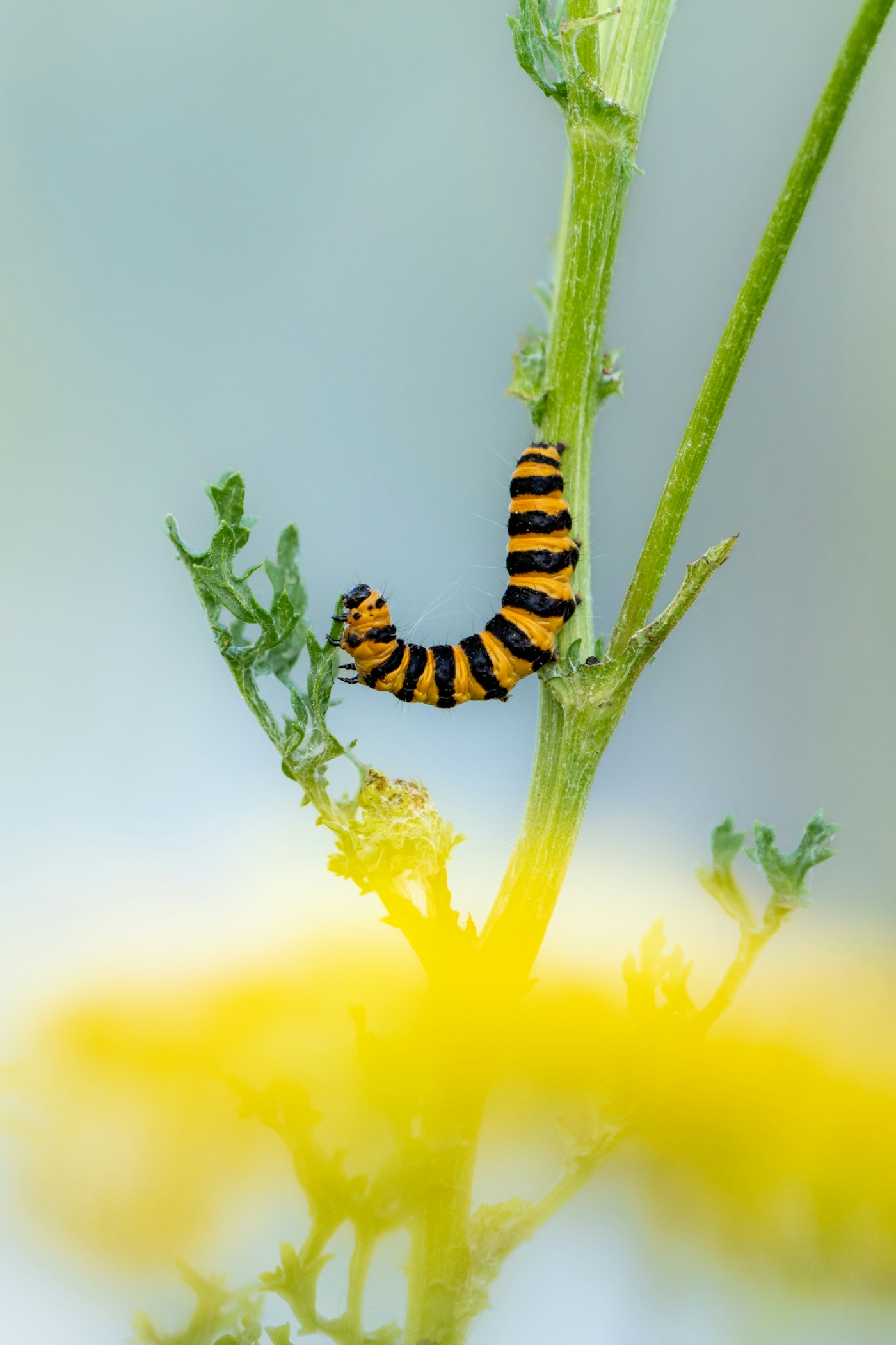 bradford on avon landscape photography wiltshire caterpillar