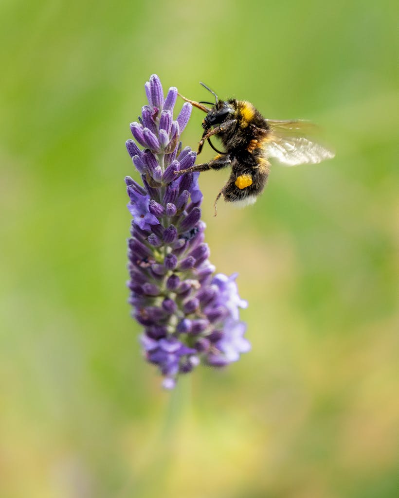 bradford on avon landscape photography wiltshire bee lavender