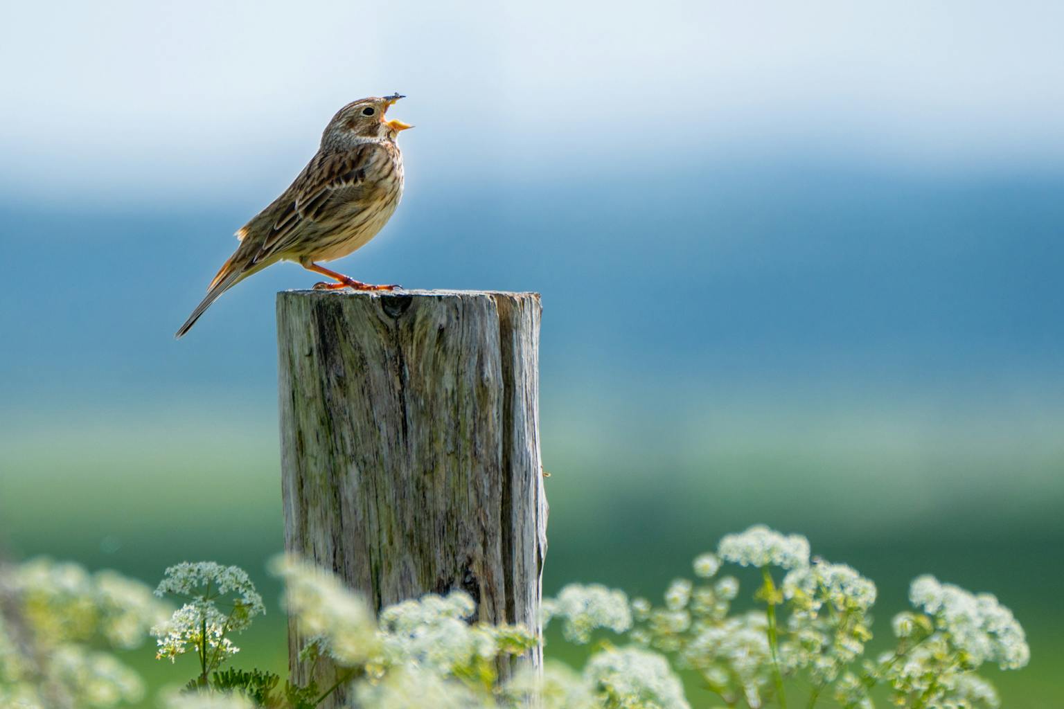 bradford on avon landscape photography wiltshire corn bunting