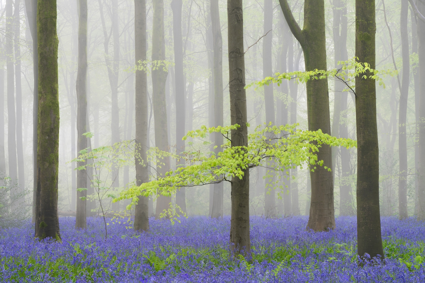 bradford on avon landscape photography wiltshire bluebells