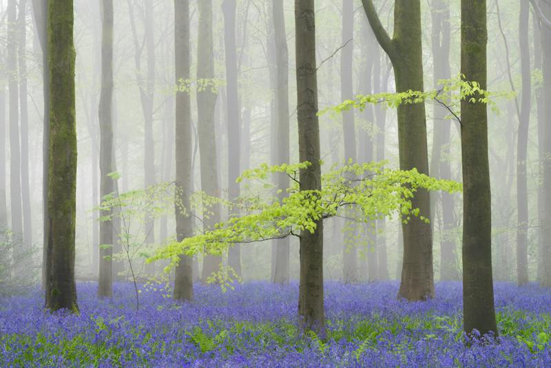 bradford on avon landscape photography wiltshire bluebells