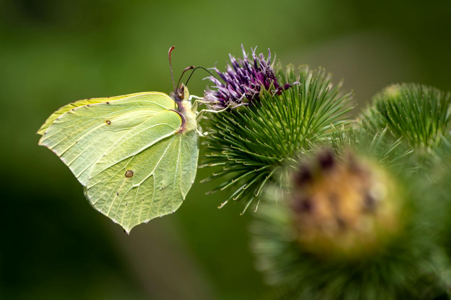 bradford on avon landscape photography wiltshire butterfly