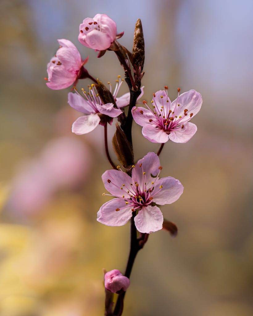 bradford on avon landscape photography wiltshire cherry blossom
