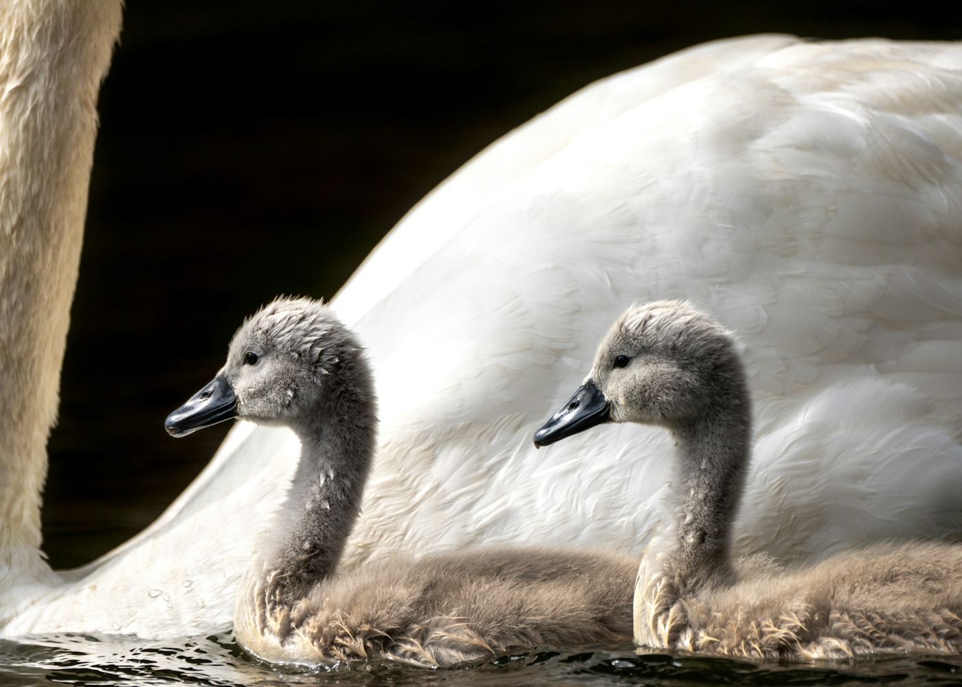 bradford on avon landscape photography wiltshire swan cygnets