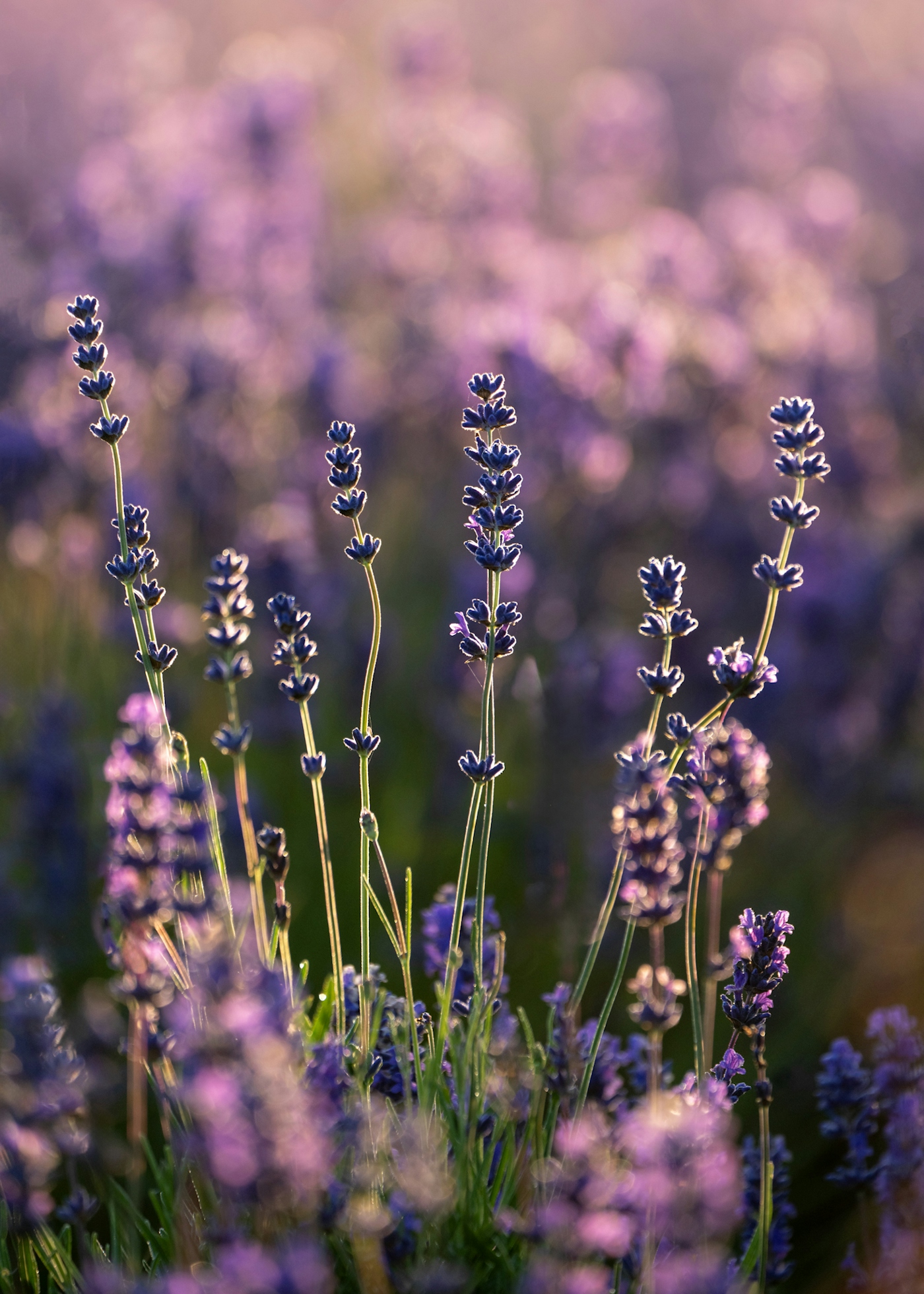 bradford on avon landscape photography wiltshire heather field