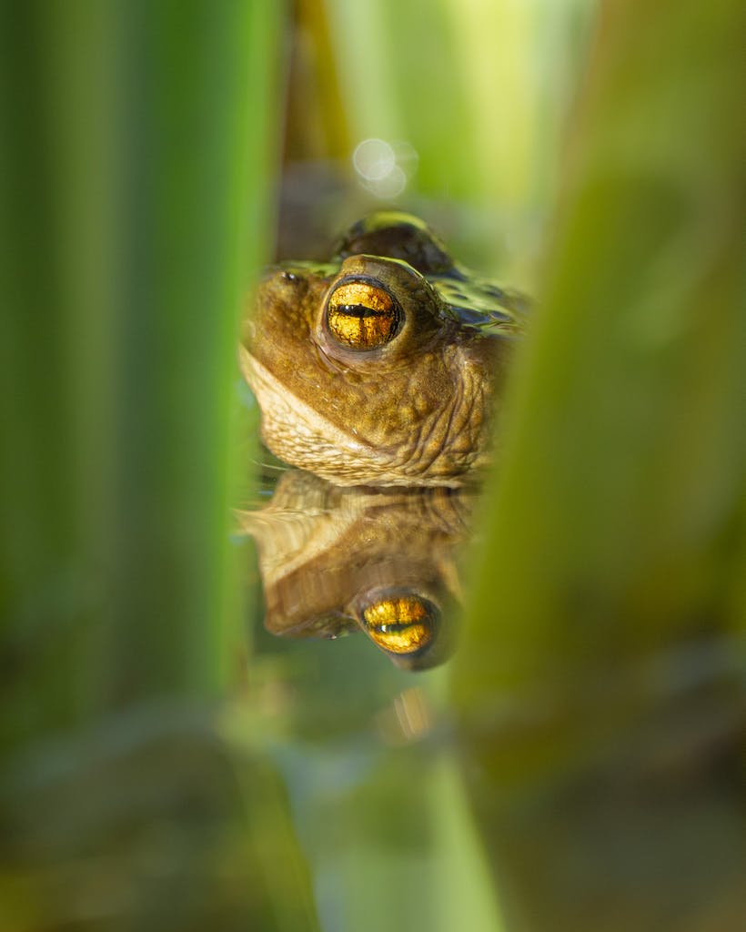bradford on avon landscape photography wiltshire toad