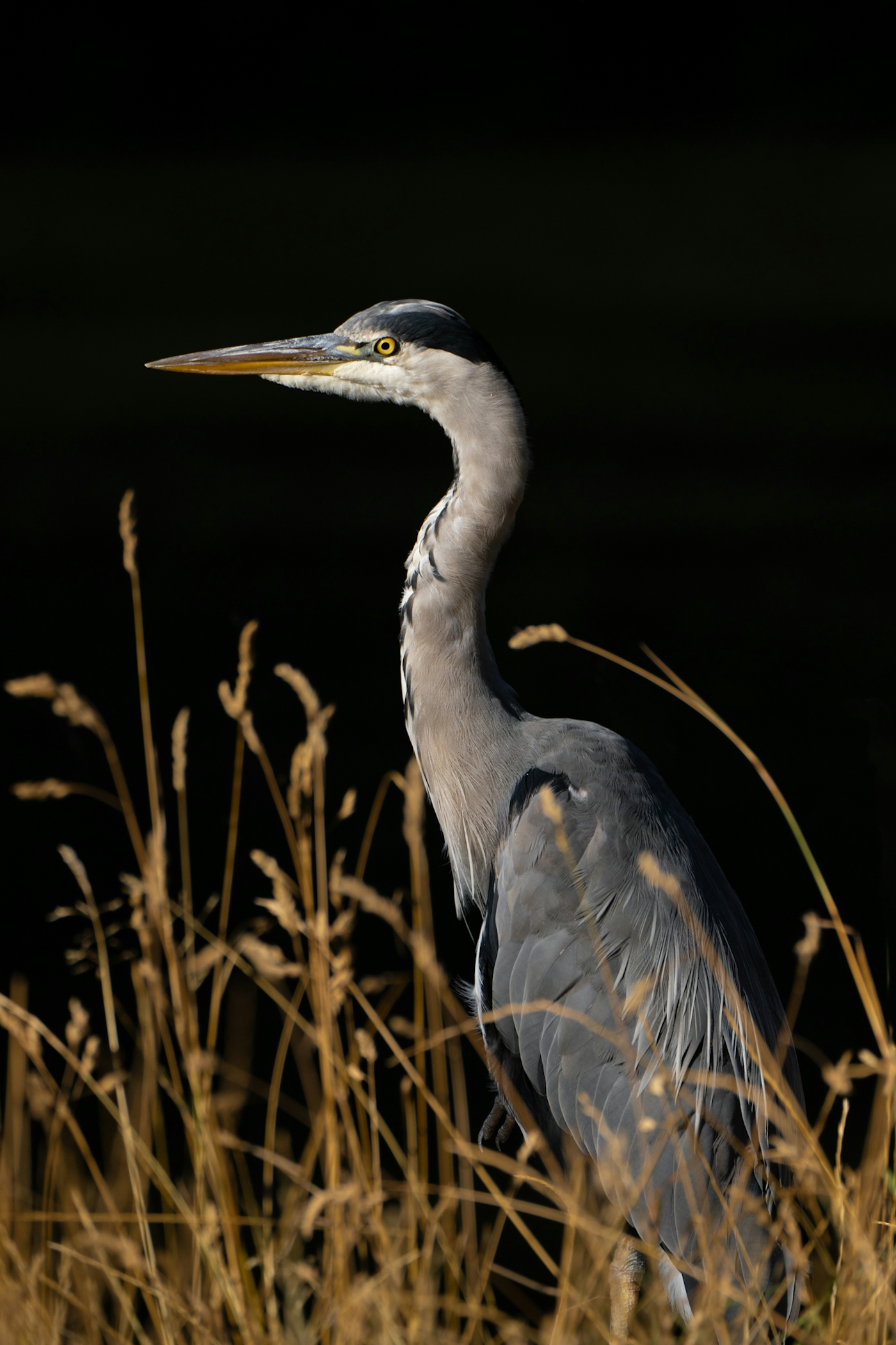 bradford on avon landscape photography wiltshire heron canal