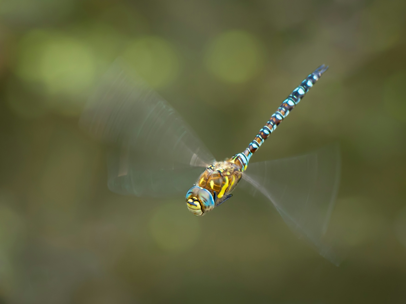 bradford on avon landscape photography wiltshire dragonfly