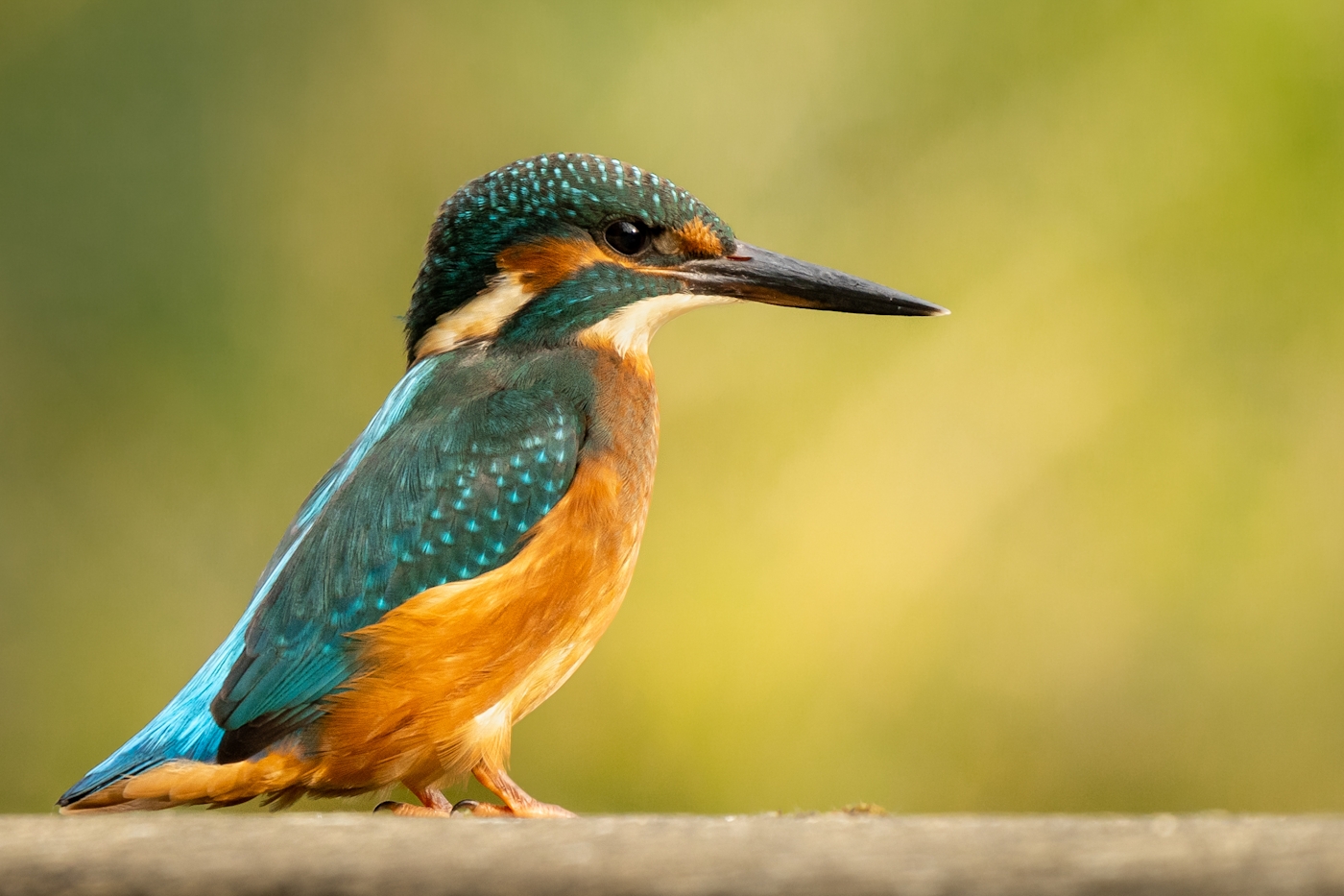 bradford on avon landscape photography wiltshire kingfisher