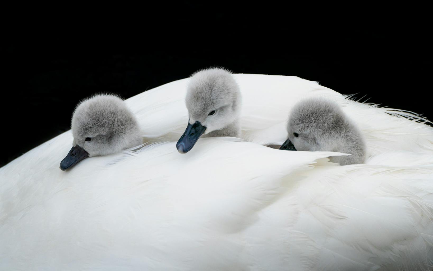 bradford on avon landscape photography wiltshire trio of cygnets