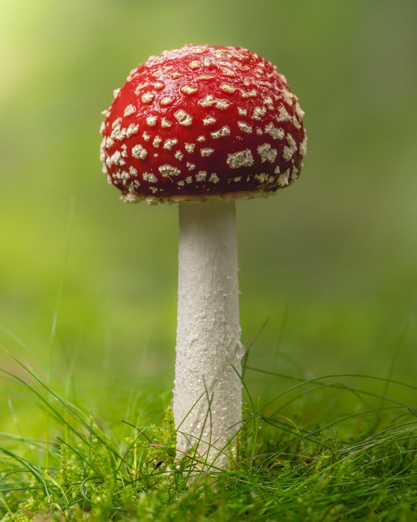bradford on avon landscape photography wiltshire mushroom