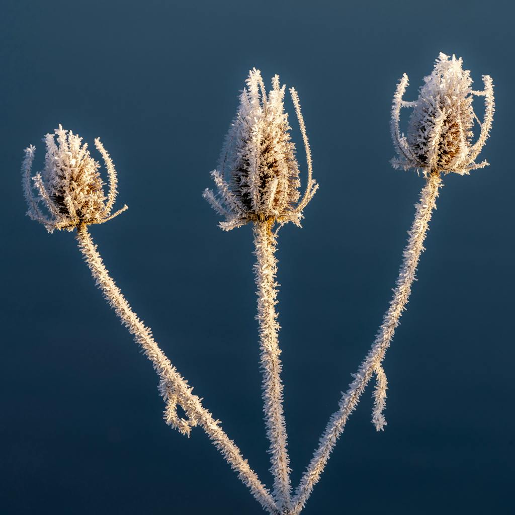 bradford on avon landscape photography wiltshire teasel hoar frost
