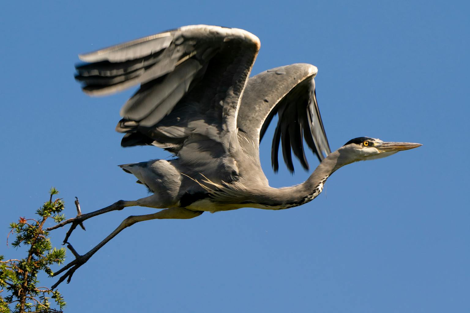 bradford on avon landscape photography wiltshire heron in flight