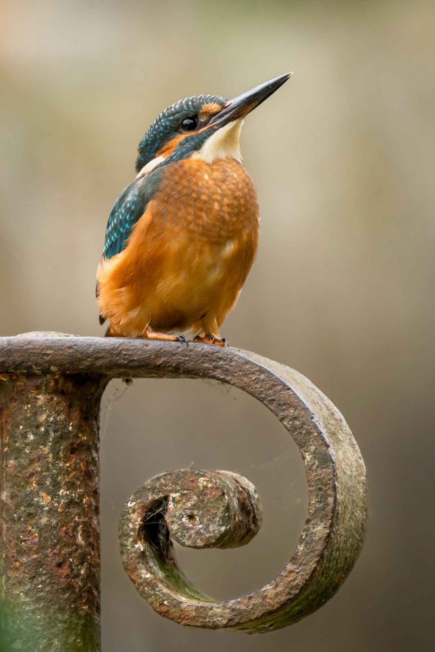 bradford on avon landscape photography wiltshire kingfisher