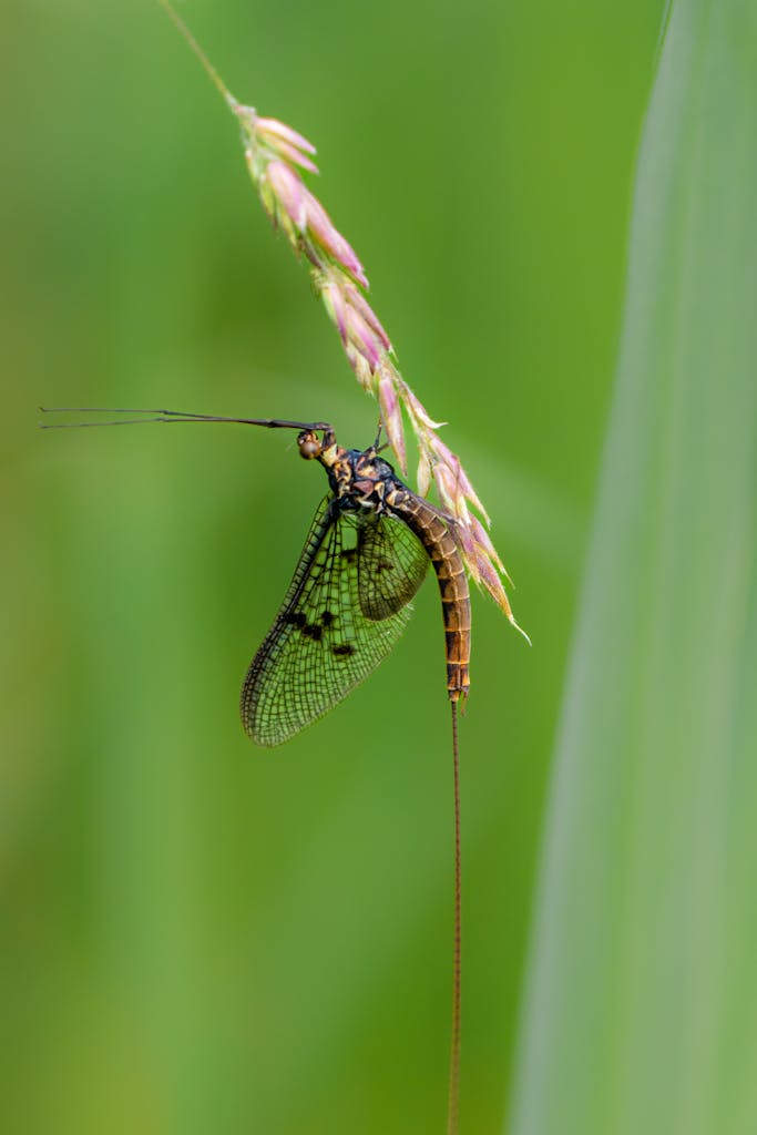 bradford on avon landscape photography wiltshire mayfly